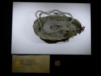 Media type: image;   Special Collections 170